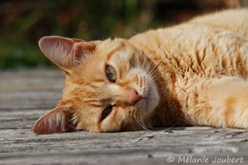 Animaux